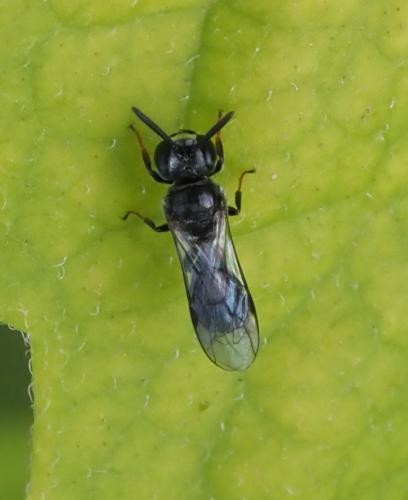 Psenulus sp.